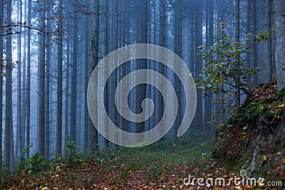 Misty forest Stock Photo