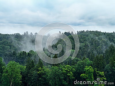 Misty forest Stock Photo