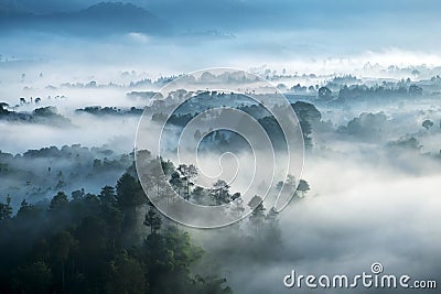 Misty forest seen from top at morning Stock Photo