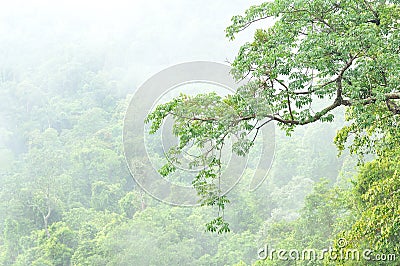 Misty forest, Thailand Stock Photo