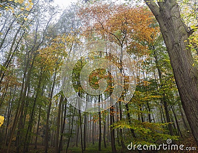 Misty Forest Woodland Trees in Autumn or Fall Stock Photo