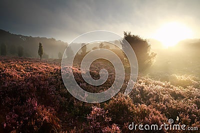 Misty gold sunrise over hills with heather Stock Photo