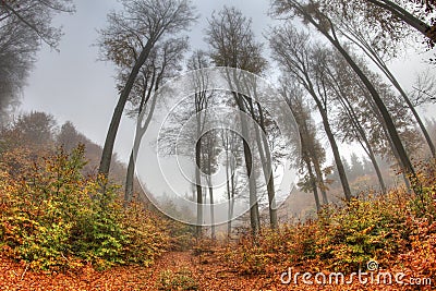 Misty haze in the autumn forest Stock Photo