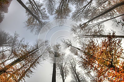 Misty haze in a beech forest in autumn Stock Photo