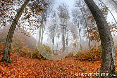 Misty haze in a beech forest in autumn - fish eye lens Stock Photo