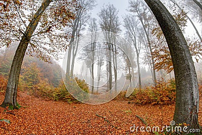 Misty haze in a beech forest in autumn Stock Photo