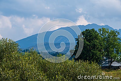 Misty horizons blue tones. Forested mountain slope in low lying cloud with the evergreen conifers shrouded in mist in a Stock Photo