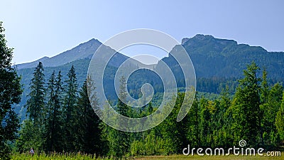 Misty horizons blue tones. Forested mountain slope in low lying cloud with the evergreen conifers shrouded in mist in a Stock Photo