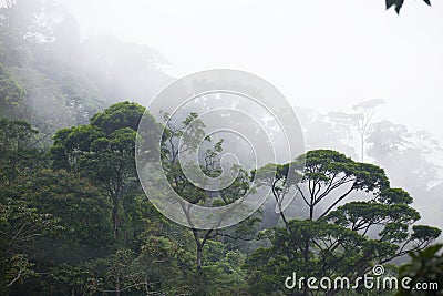 Misty jungle forest Stock Photo