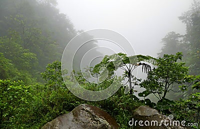 misty jungle photo, trek in tropical rainfall, in the cloud Stock Photo