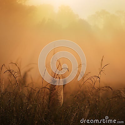 Misty jungle sunrise Stock Photo