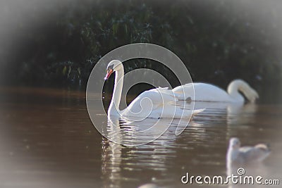 Two swans on a misty lake Stock Photo