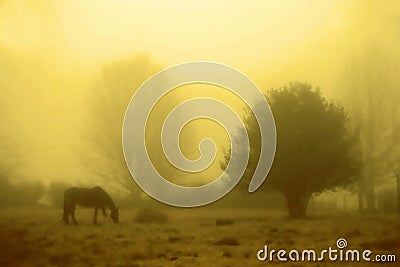 Misty landscape Stock Photo