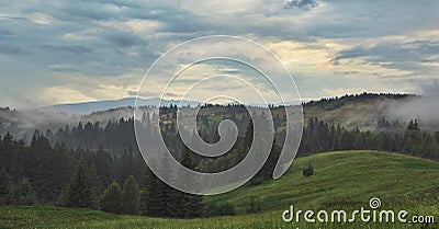 Misty landscape with mountains and fir forest, evening cloudy sky. Stock Photo