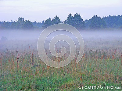 Misty morning / fog on meadow Stock Photo