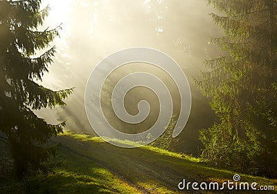 Misty morning in the forest Stock Photo