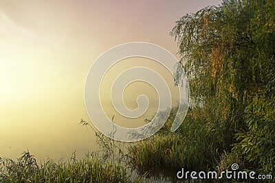 Misty morning on the lake. Dawn in the fog. Forest reflected in the calm water. Stock Photo