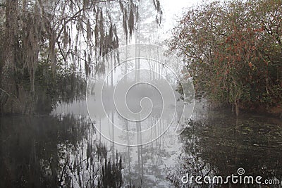 Misty Morning - Okefenokee Swamp Stock Photo