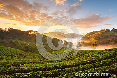 Misty morning sunrise in strawberry garden at Doi Angk-hang mountain, chiangmai : thailand. Stock Photo