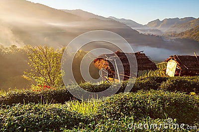 Misty morning sunrise in tea plantation at Doi Ang Khang, Chiang Mai, Thailand Stock Photo