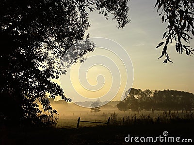 misty morning at sunrise, trees in the fog Stock Photo