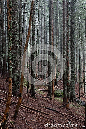 Misty, mysterious coniferous forest Stock Photo