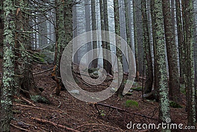 Misty, mysterious coniferous forest Stock Photo