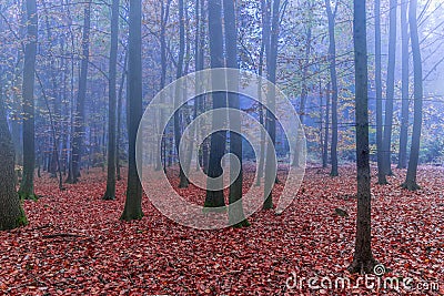 Misty mysterious forest in the morning. Stock Photo