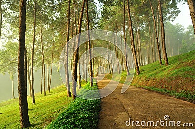 Misty pine forest Stock Photo