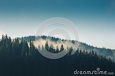 Misty pine forest on the mountain slope Stock Photo