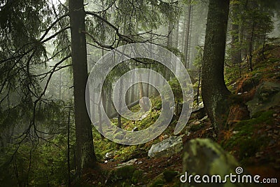 Misty pine forest on the mountain slope in a nature reserve Stock Photo