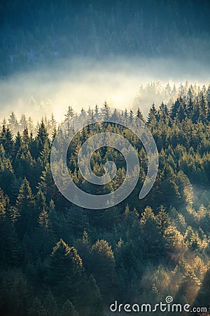 Misty pine forest on the mountain slope in a nature reserve Stock Photo