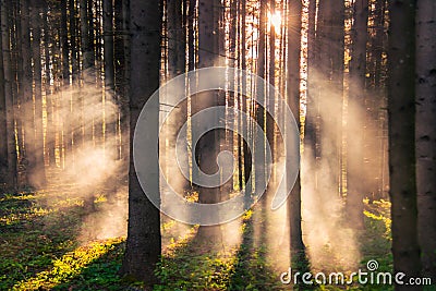 Misty pine forest at sunrise Stock Photo