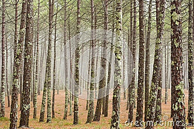 Misty pine wood Stock Photo