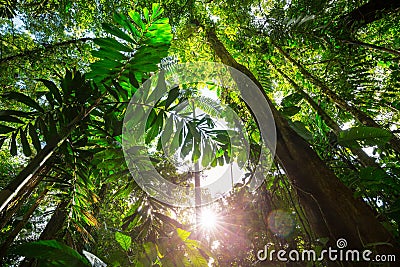 Jungle in Costa Rica Stock Photo