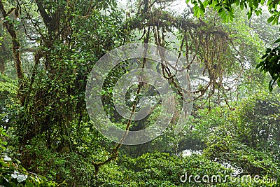 Misty rainforest in Monteverde cloud forest reserve Stock Photo