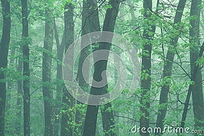 Misty spring morning Stock Photo