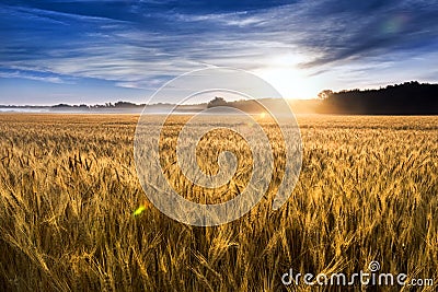 Misty Sunrise Over Golden Wheat Field in Central K Stock Photo