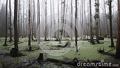 Misty swamp in the forest Stock Photo