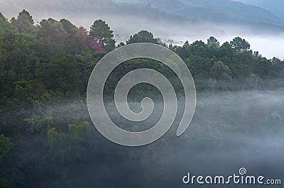 Misty tree forest on the mountain landscape Stock Photo