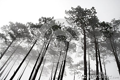 Misty Trees Stock Photo