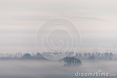 Misty trees with copy space above, monochrome Stock Photo