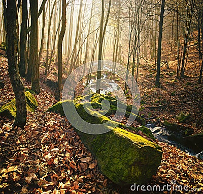 Misty Trees in Forest Stock Photo