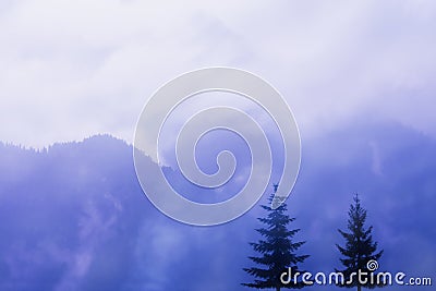 Dark Silhouettes of two fir trees against the backdrop of mountains in the fog. Stock Photo