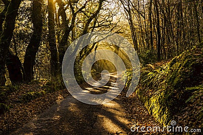 Misty woodland road through the woods, callington, cornwall, uk Stock Photo