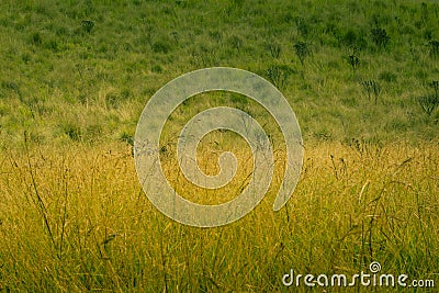 Misty Yellow Green Meadow Natural Landscape Stock Photo