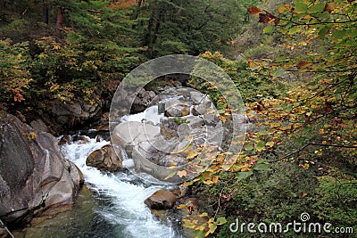 Mitake Shosenkyo gorges and moutain stream with red autumn leaves Stock Photo