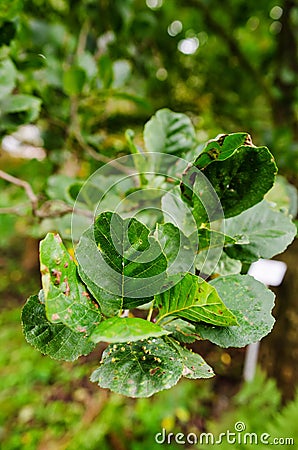 Mite galls on alder leaves Stock Photo