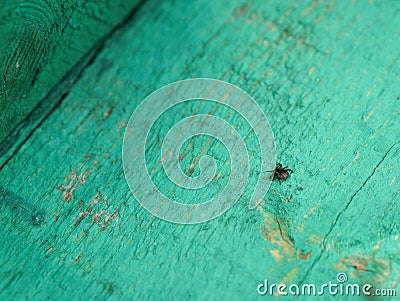 Mite insect, blood-sucking parasite, the spring, aggravation, gently, Lyme disease, encephalitis Stock Photo