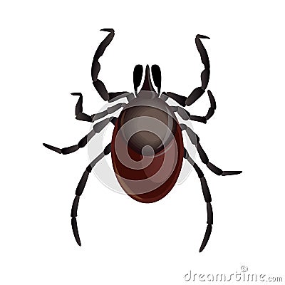 Mite parasites. Tick parasite. Acarus. Acarid vector illustration isolated on white background. Mite spider. Mite Vector Illustration